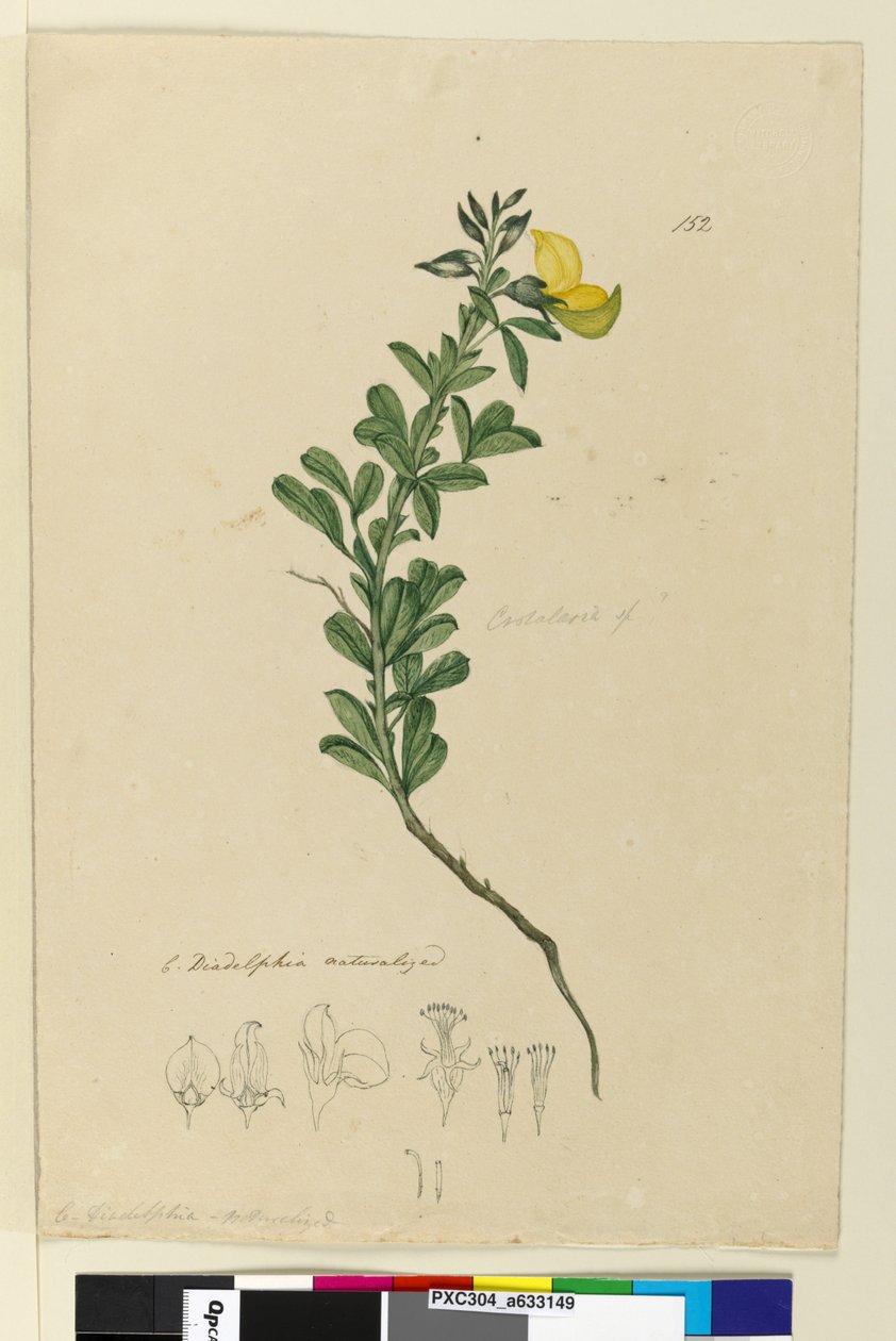 ページ152. C. Diadelphiaの帰化、c.1803-06（トイレ、ペン、インク、鉛筆） 作： ジョン・ウィリアム・ルーウィン