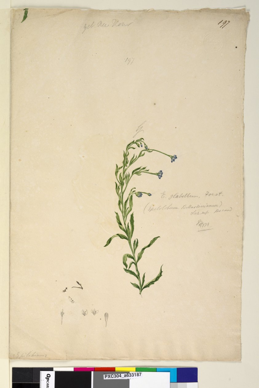 197ページ。Epilobiumglabellum、c.1803-06（WC、ペン、インク、鉛筆） 作： ジョン・ウィリアム・ルーウィン