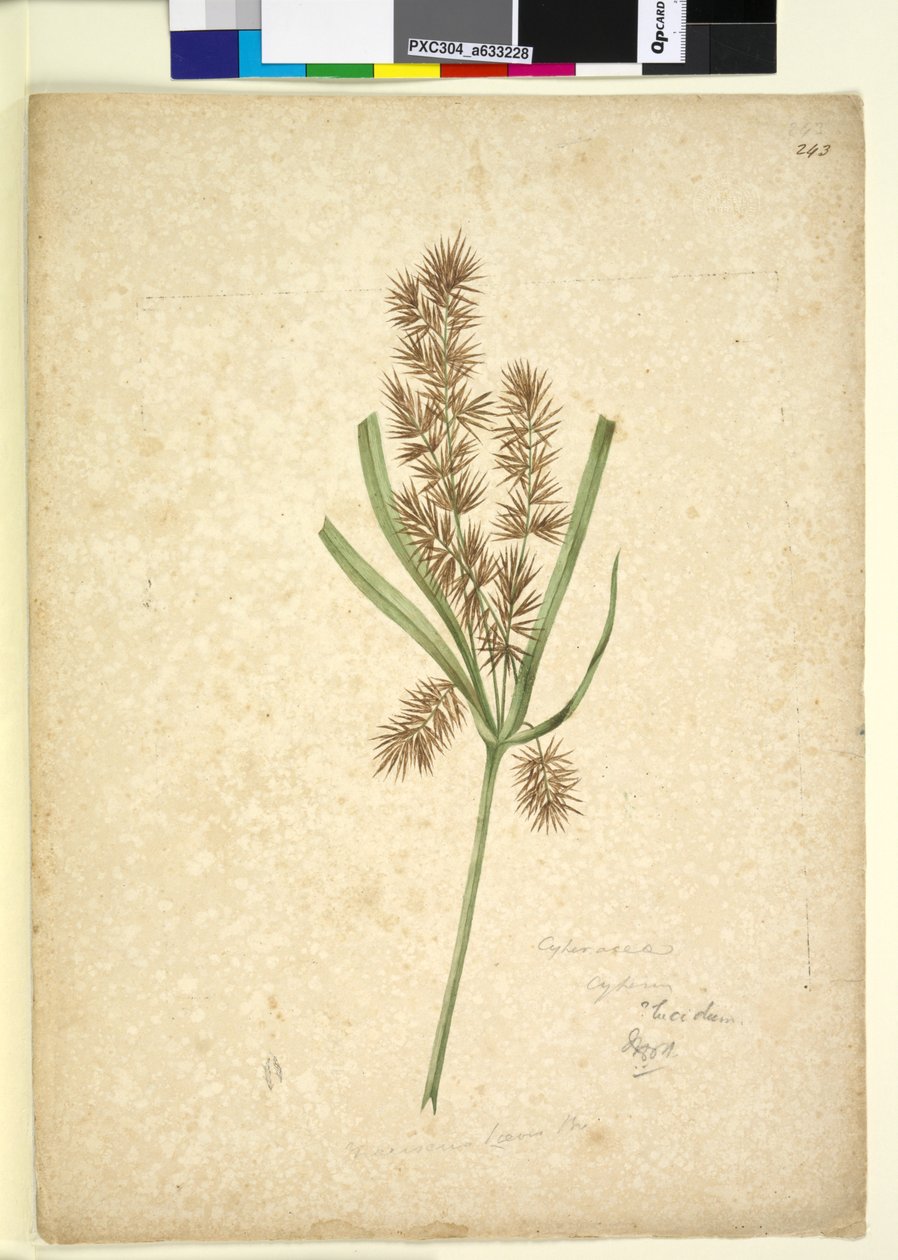 243ページ。Mariscus、c.1803-06（WC、ペン、インク、鉛筆） 作： ジョン・ウィリアム・ルーウィン