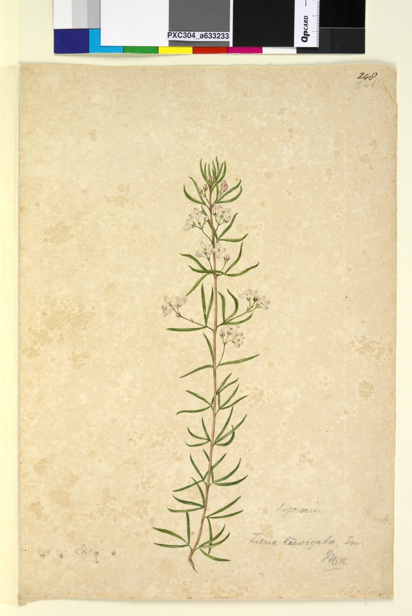 ページ248. Zieria laevigata、c.1803-06（WC、ペン、インク、鉛筆） 作： ジョン・ウィリアム・ルーウィン