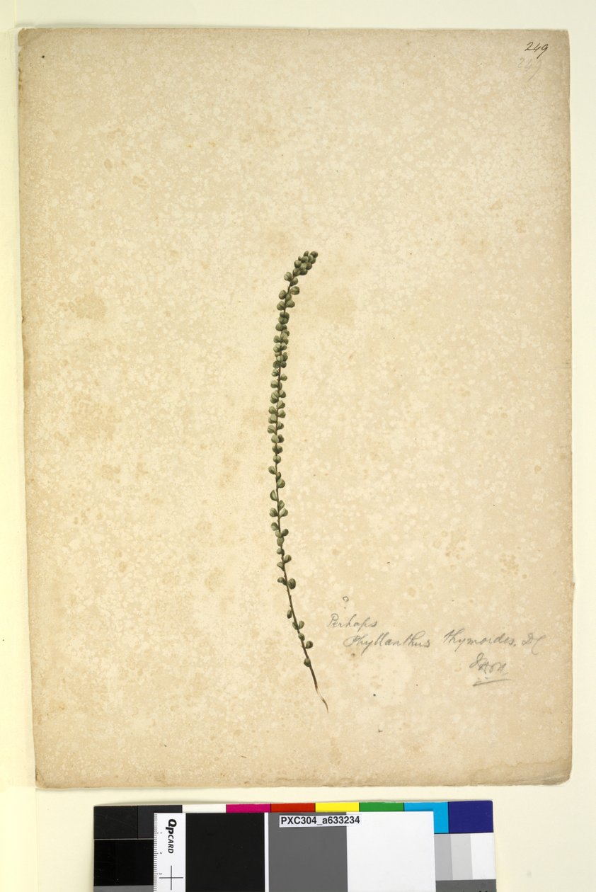 249ページ。恐らくPhyllanthus thymoides、c.1803-06（wc、ペン、インク、鉛筆） 作： ジョン・ウィリアム・ルーウィン