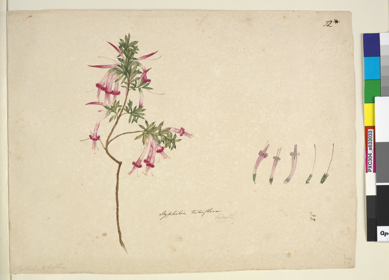 32. Styphelia tubiflora、c.1803-06（トイレ、ペン、インク、鉛筆） 作： ジョン・ウィリアム・ルーウィン