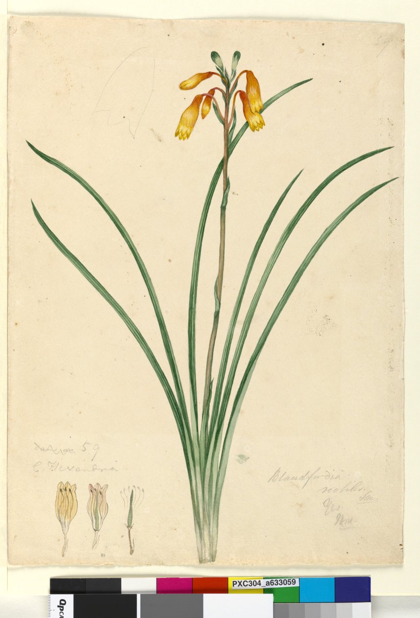 59. Blandfordia nobilis、c.1803-06（トイレ、ペン、インク、鉛筆） 作： ジョン・ウィリアム・ルーウィン