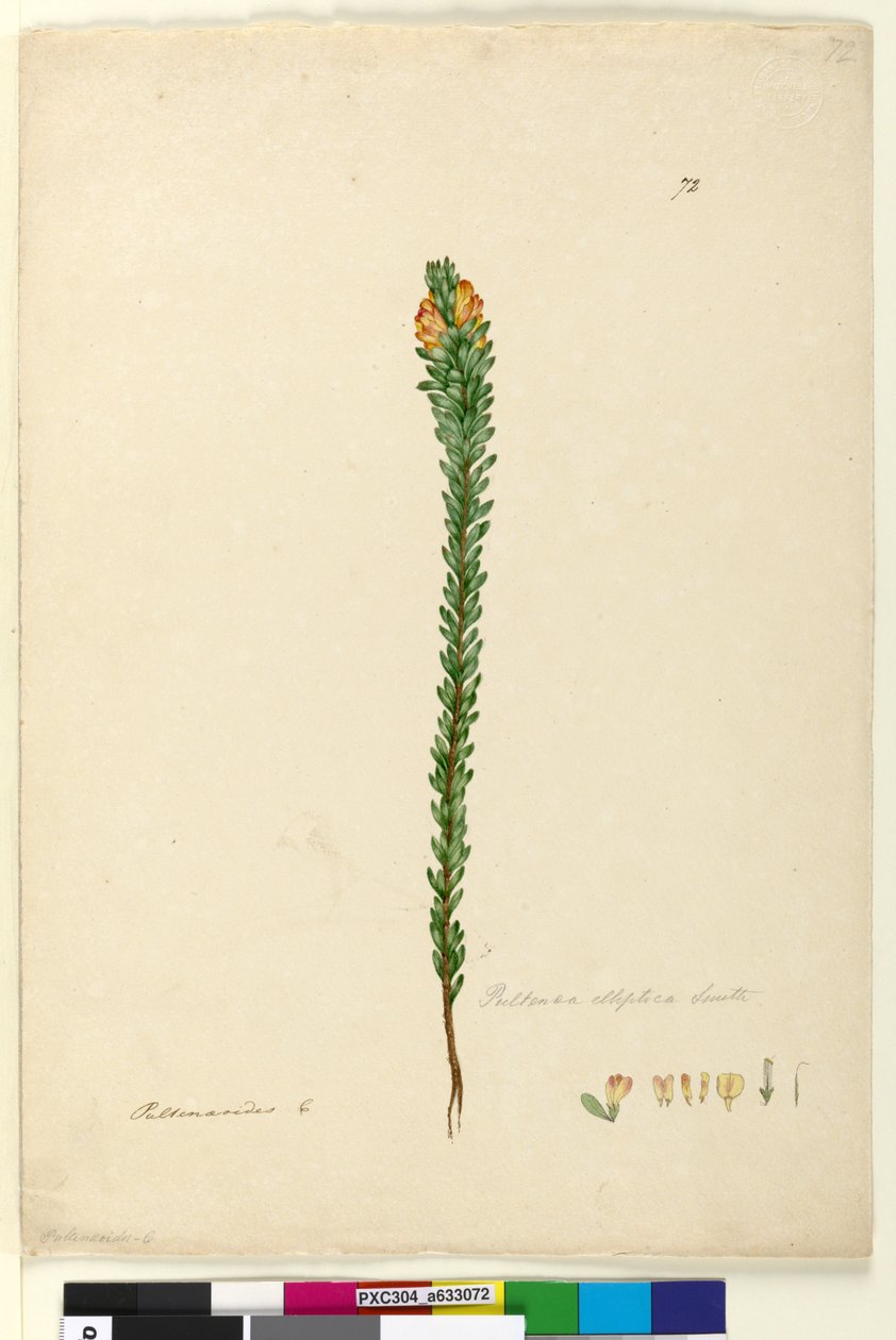 ページ72. Pultenaea elliptica、c.1803-06（WC、ペン、インク、鉛筆） 作： ジョン・ウィリアム・ルーウィン