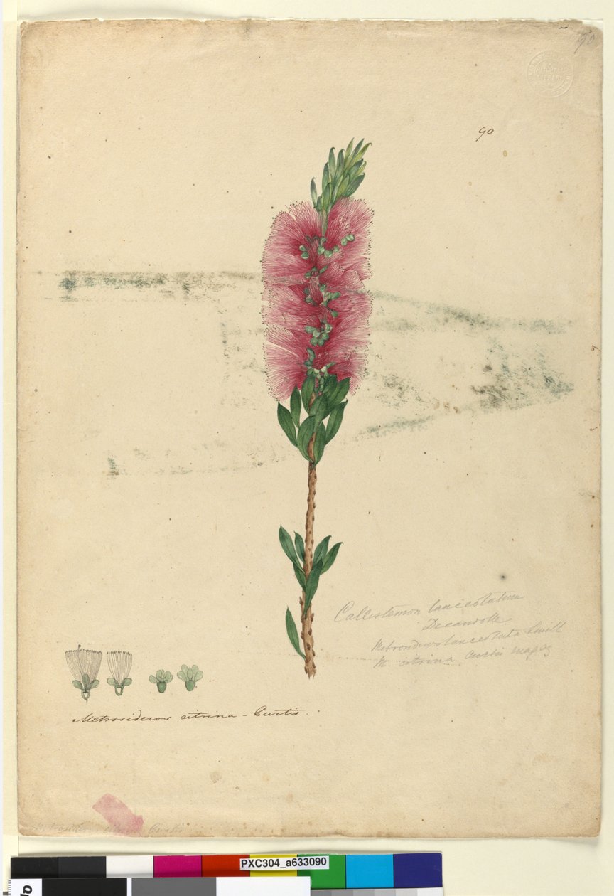 ページ90. Callistemon lanceolatusCallistemon citrinus、c.1803-06（WC、ペン、インク、鉛筆） 作： ジョン・ウィリアム・ルーウィン