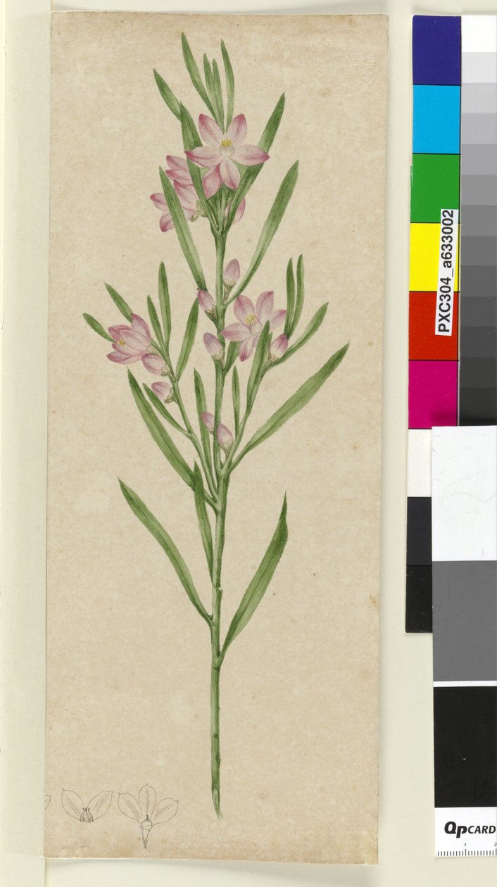 正体不明の植物、c.1803-06（トイレ、ペン、インク、鉛筆） 作： ジョン・ウィリアム・ルーウィン