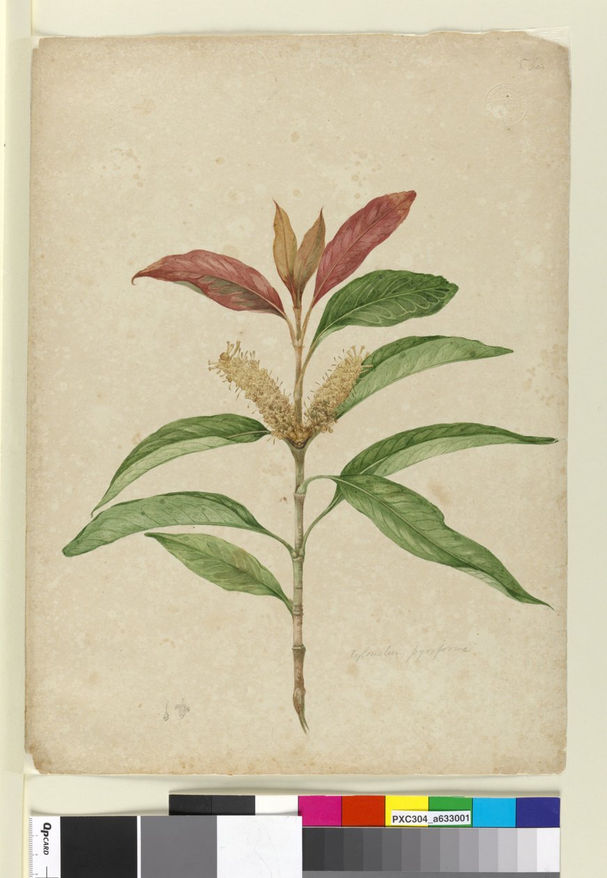 Xylomelum pyriforme、1803-06年頃（WC、ペン、インク、鉛筆） 作： ジョン・ウィリアム・ルーウィン