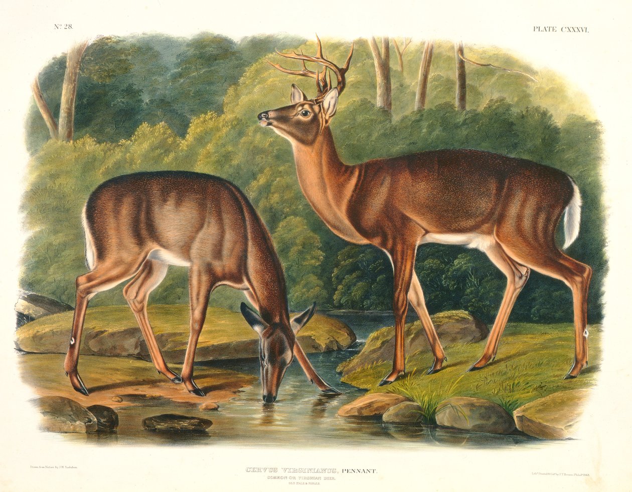 Cervus Virginianus（CommonまたはVirginian Deer）、「北アメリカの四足獣」のプレート136、ジョンT.ボーエン（1801-c.1856）、1848年 作： ジョン・ウッドハウス・オーデュボン