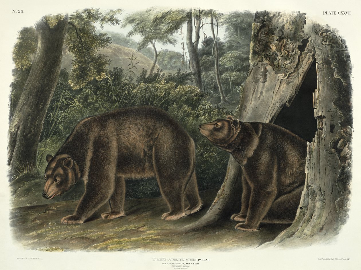 Ursus Americanus、var。シナモン（シナモンベア）、「北アメリカの四足獣」からのプレート127、ジョンT.ボーエン（1801-c.1856）、1847によって彫刻 作： ジョン・ウッドハウス・オーデュボン
