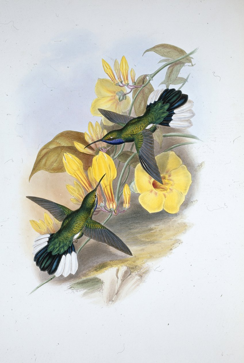 アオスジアゲハ（Campylopterus Ensipennis）（手彩色のリトグラフ版 作： ジョン・グールド（後）