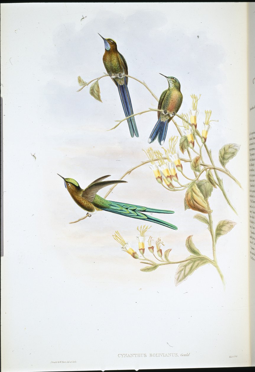 ボリビアのシルフ（Cynanthus Bolivianus）（手彩色リトグラフ版 作： ジョン・グールド（後）