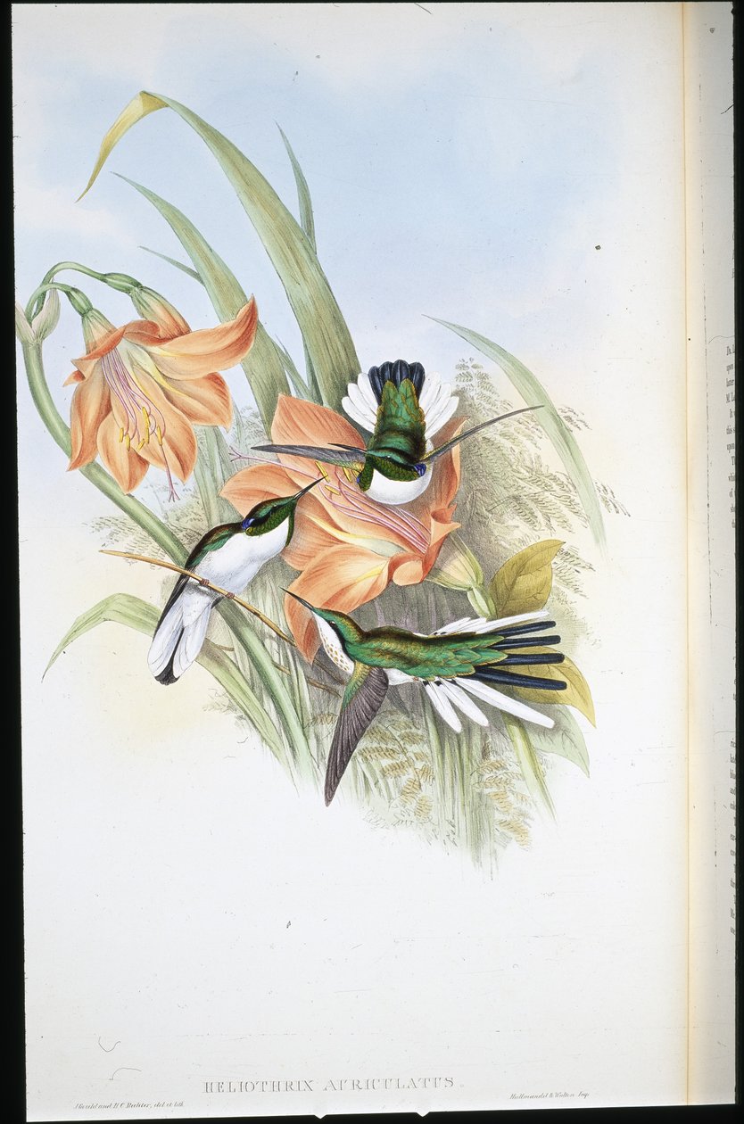 ブラジルの妖精（Heliothrix Auriculatus）（手彩色リトグラフ 作： ジョン・グールド（後）