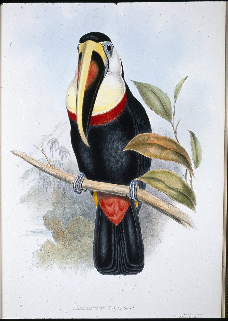 インカのオオハシ（Ramphastos inica）（手彩色リトグラフ 作： ジョン・グールド（後）