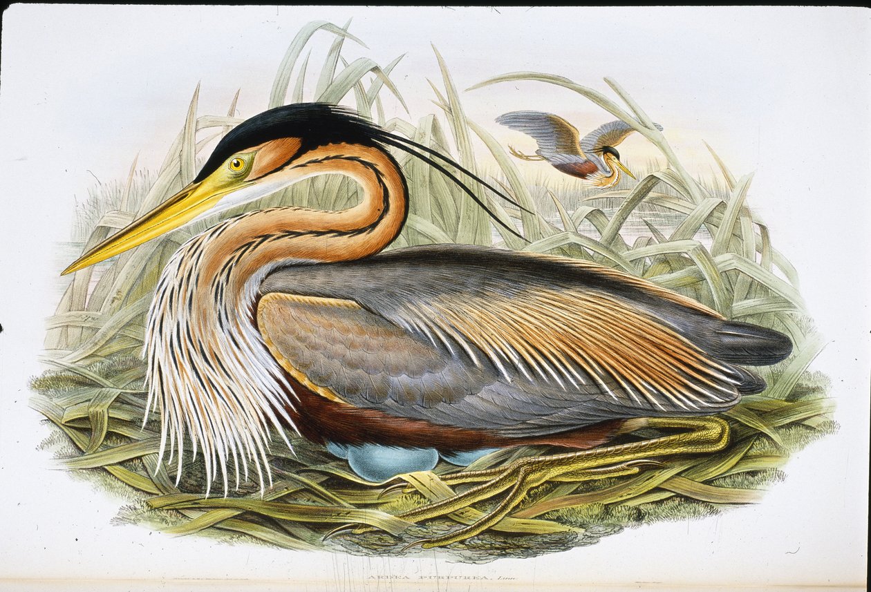 パープルヘーロン（Ardea Purpurea）（手彩色リトグラフ版 作： ジョン・グールド（後）