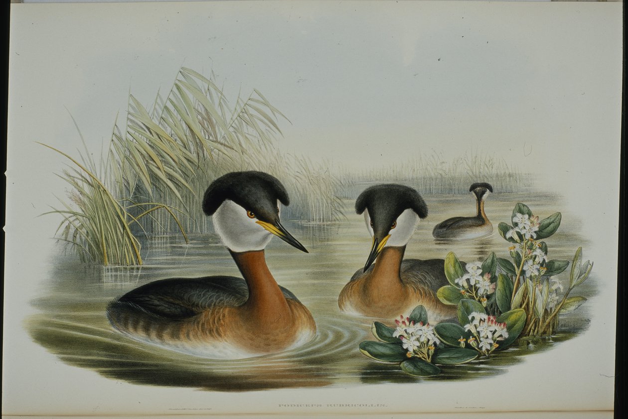 アカククリ（Podiceps Rubricollis）（手彩色リトグラフ 作： ジョン・グールド（後）