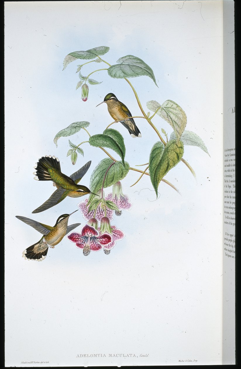 斑入りアデロミィ（Adelomyia Maculata）（手彩色リトグラフ 作： ジョン・グールド（後）