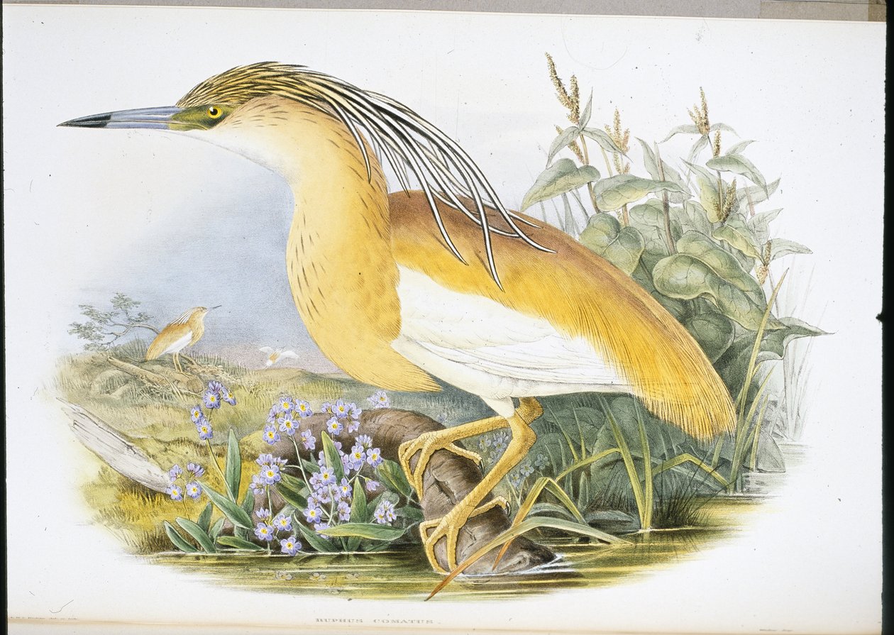 アオサギ（Buphus Comatus）（手彩色リトグラフ 作： ジョン・グールド（後）