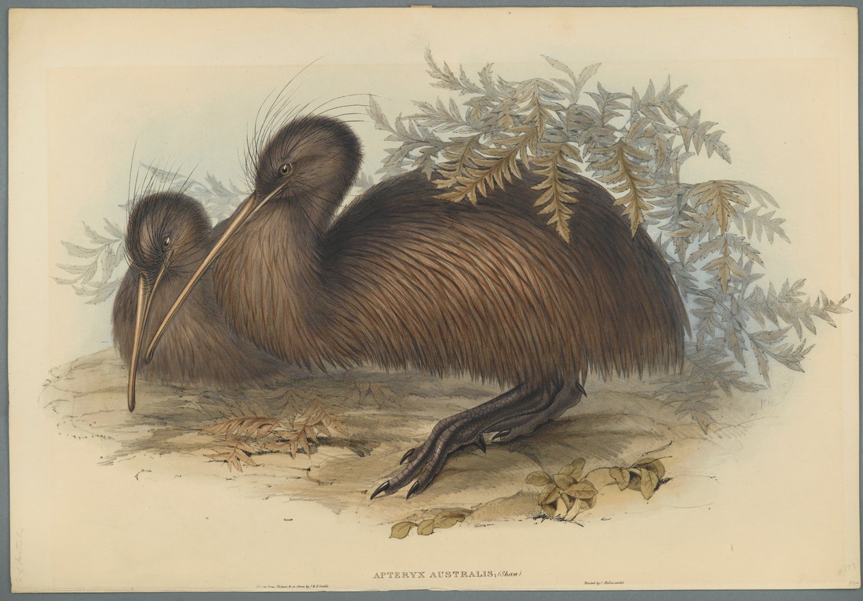 Apteryx Australis（織り紙のカラーリソ） 作： ジョン・グールド