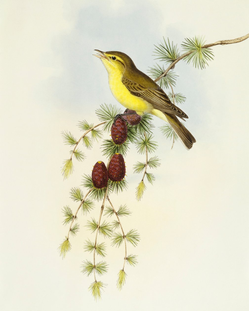 ヒタキ（Ficedula hypolaris）、John Gouldによるエングレーヴィング 作： ジョン・グールド