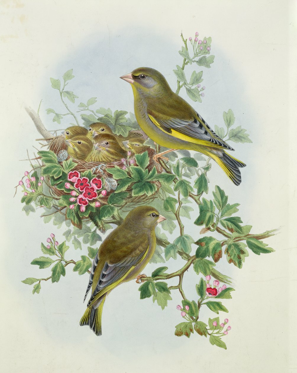 Greenfinch、1873（トイレ、紙に鉛筆） 作： ジョン・グールド