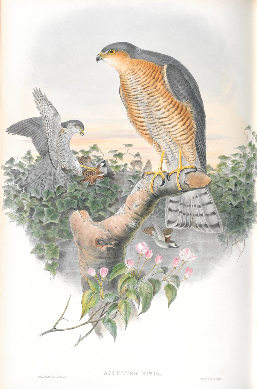 Accipiter Nisis（雀鷹）のイラスト 作： ジョン・グールド