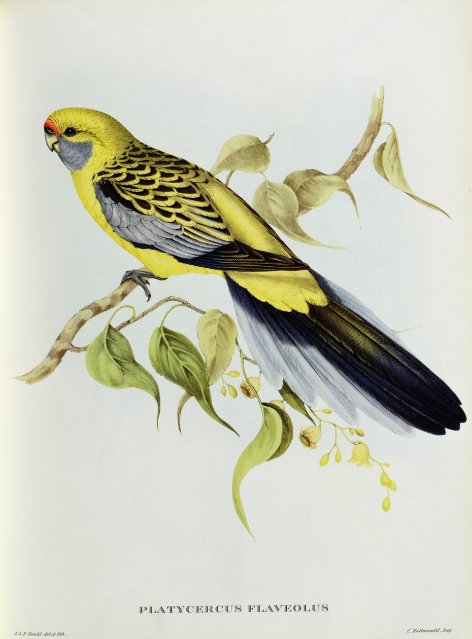 Platycercus Flaveolus 作： ジョン・グールド