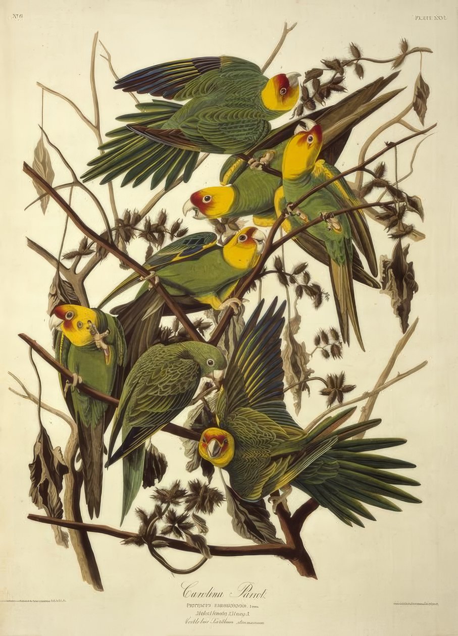 カロライナオウム。 Psittacus Carolinensis 作： ジョン・ジェームス・オーデュボン
