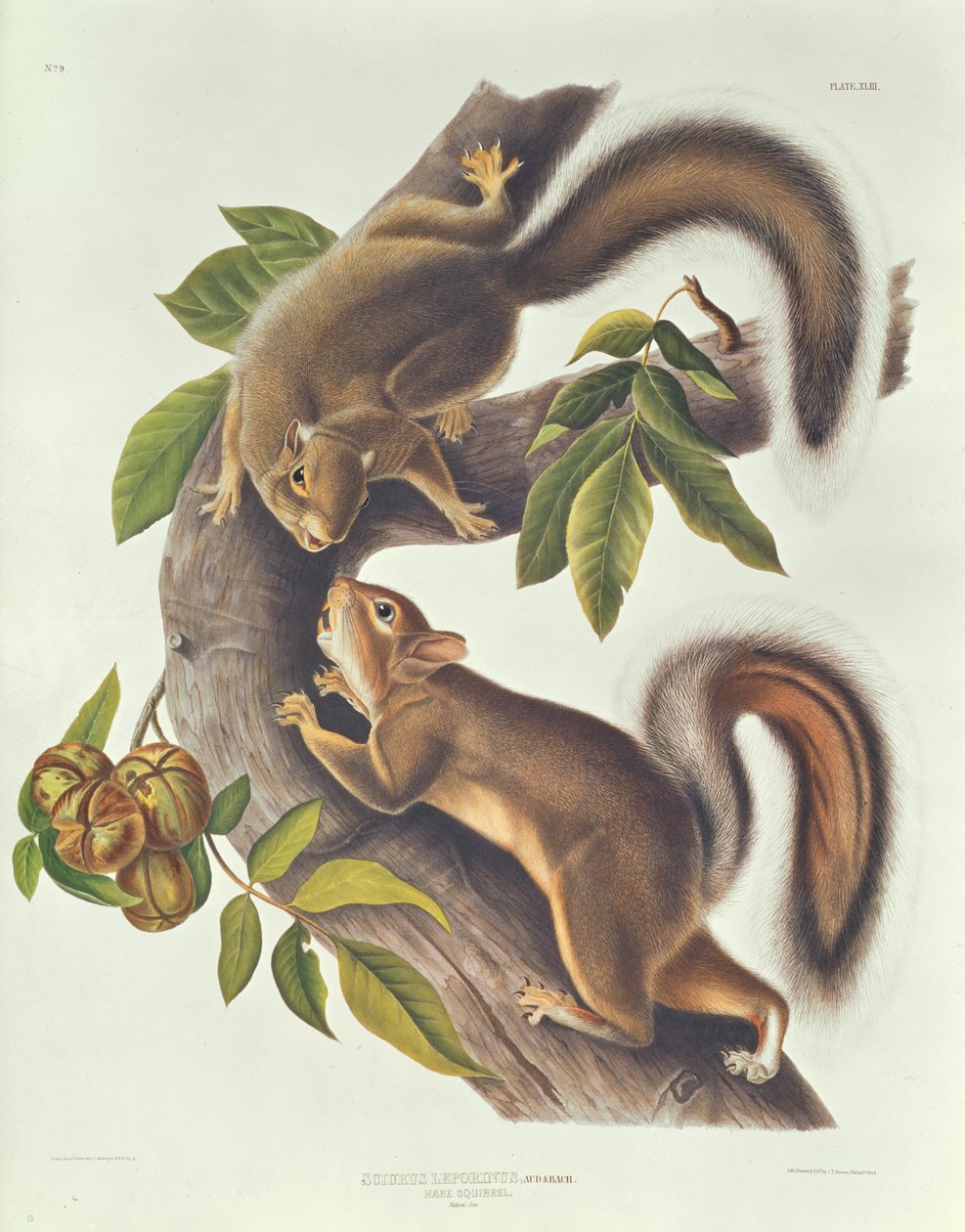 野うさぎ（Sciurus Leoporinus） 作： ジョン・ジェームス・オーデュボン