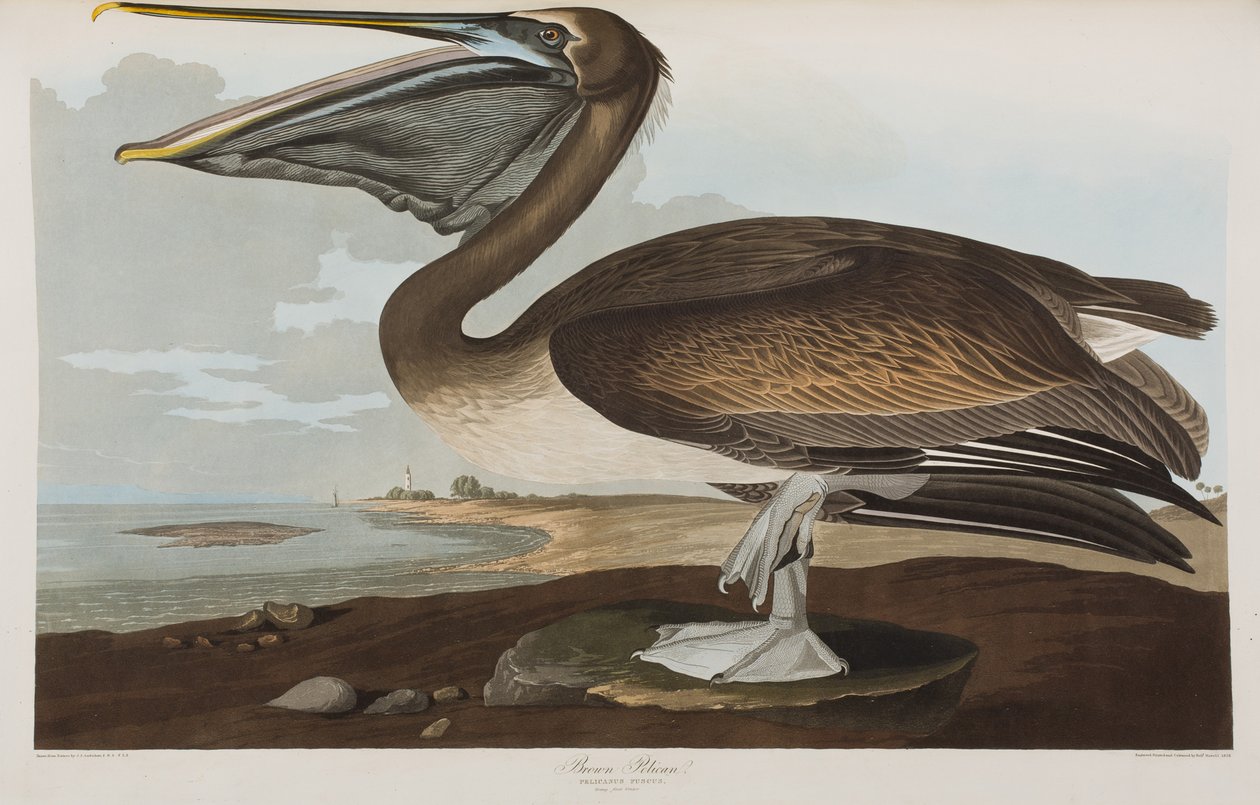 Birds of America」のイラスト 作： ジョン・ジェームス・オーデュボン