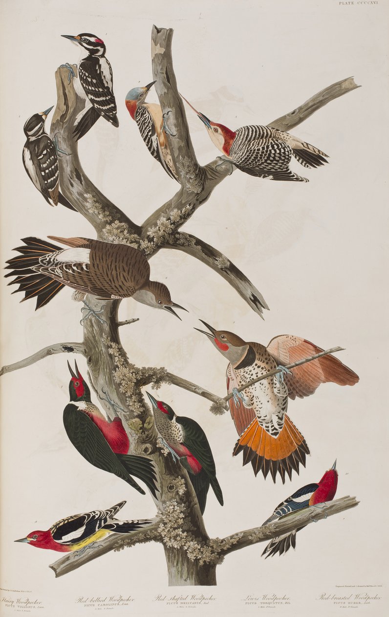 Birds of America」のイラスト 作： ジョン・ジェームス・オーデュボン
