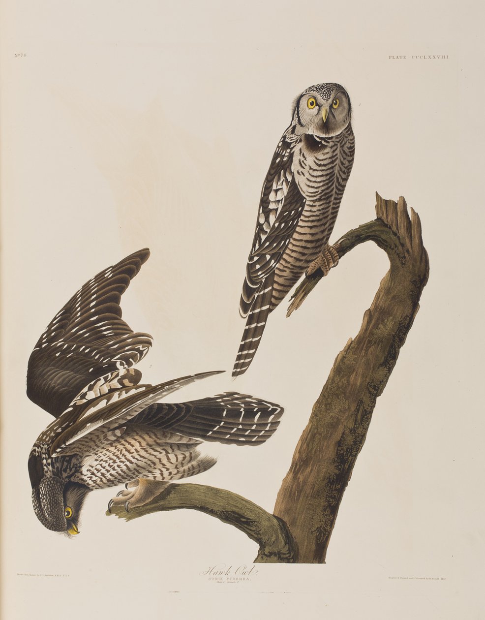 Birds of America」のイラスト 作： ジョン・ジェームス・オーデュボン
