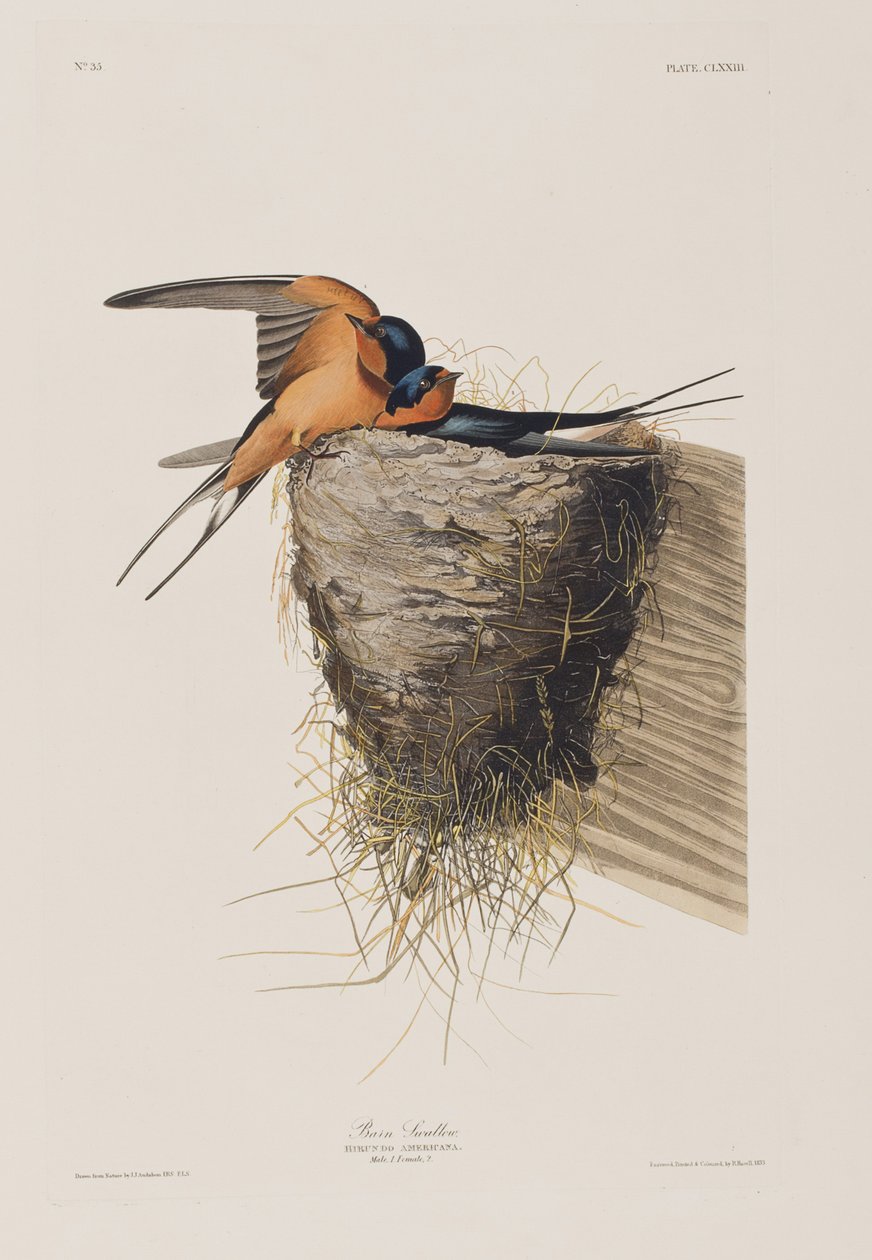 Birds of America」のイラスト 作： ジョン・ジェームス・オーデュボン