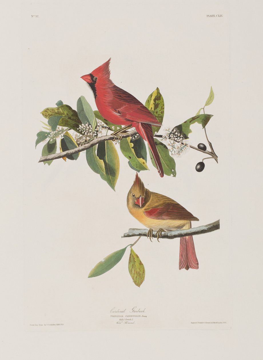 Birds of America」のイラスト 作： ジョン・ジェームス・オーデュボン