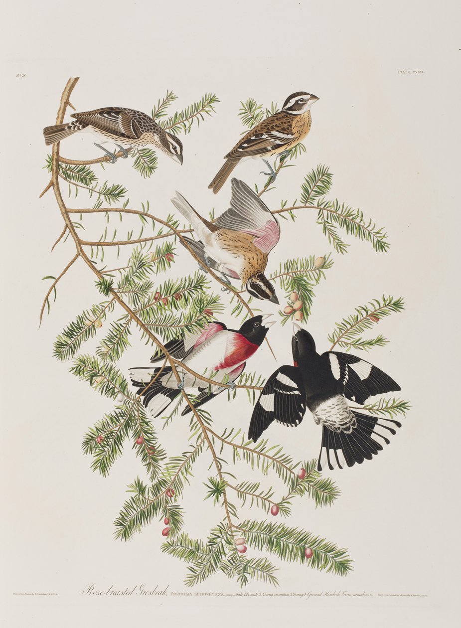 Birds of America」のイラスト 作： ジョン・ジェームス・オーデュボン