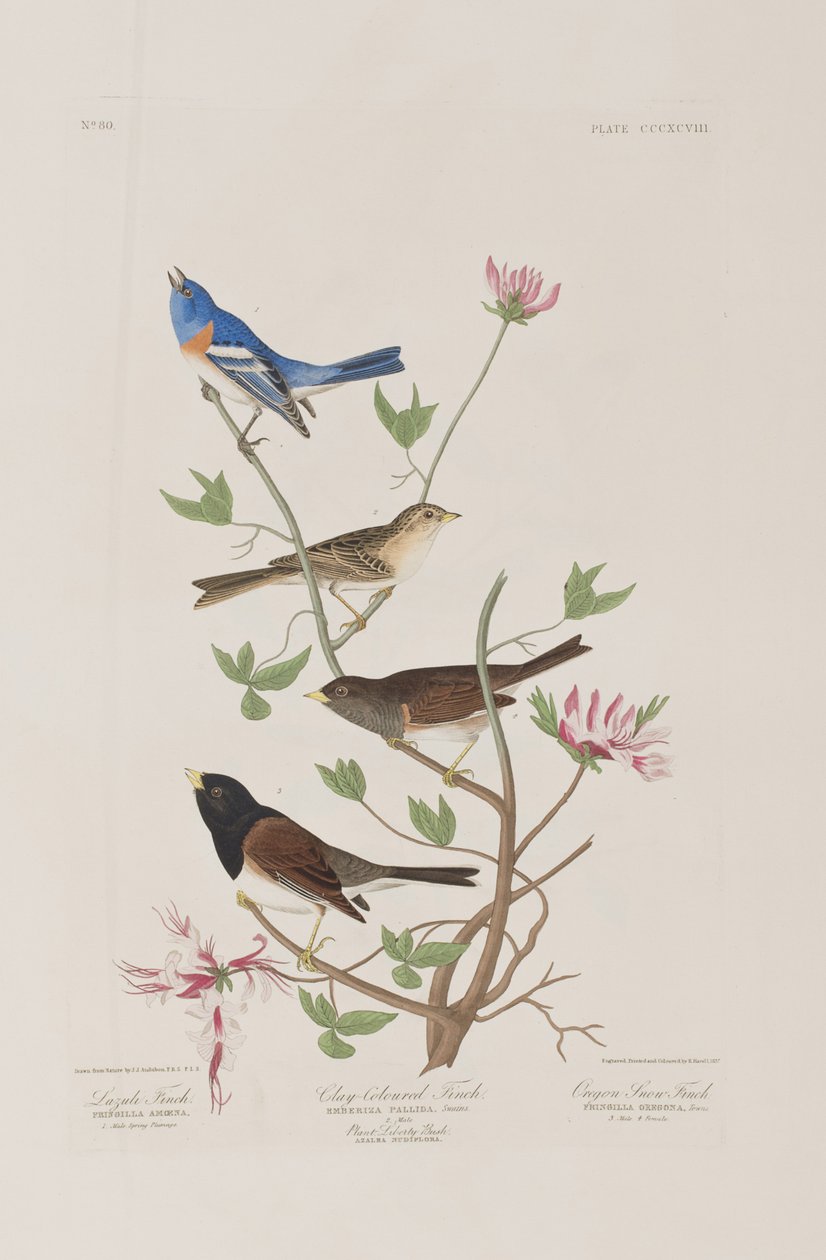 Birds of America」のイラスト 作： ジョン・ジェームス・オーデュボン