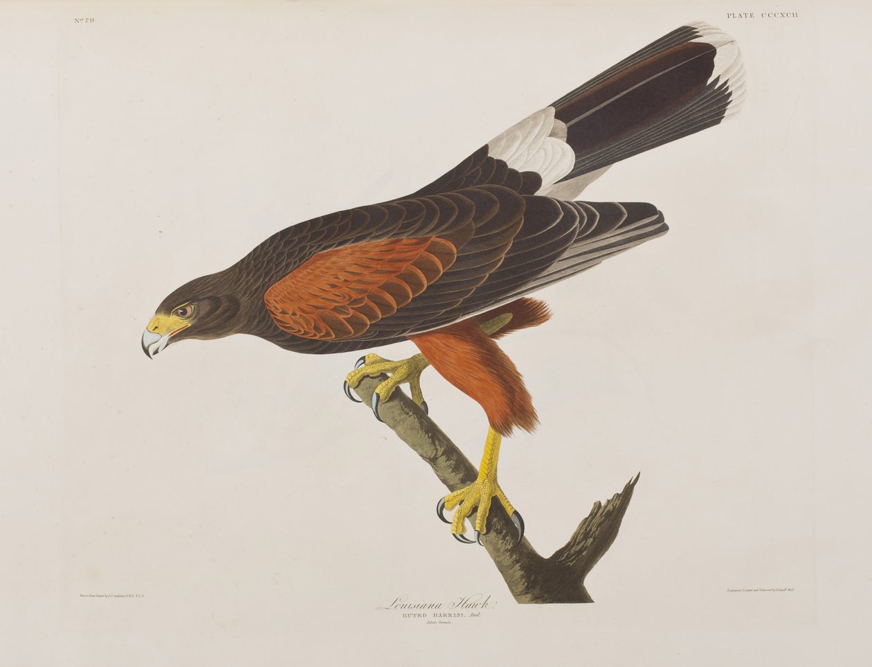 Birds of America」のイラスト 作： ジョン・ジェームス・オーデュボン