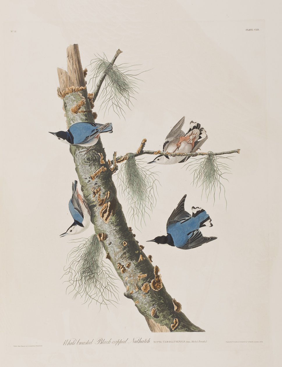 Birds of America」のイラスト 作： ジョン・ジェームス・オーデュボン