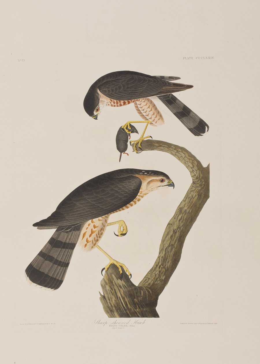 Birds of America」のイラスト 作： ジョン・ジェームス・オーデュボン