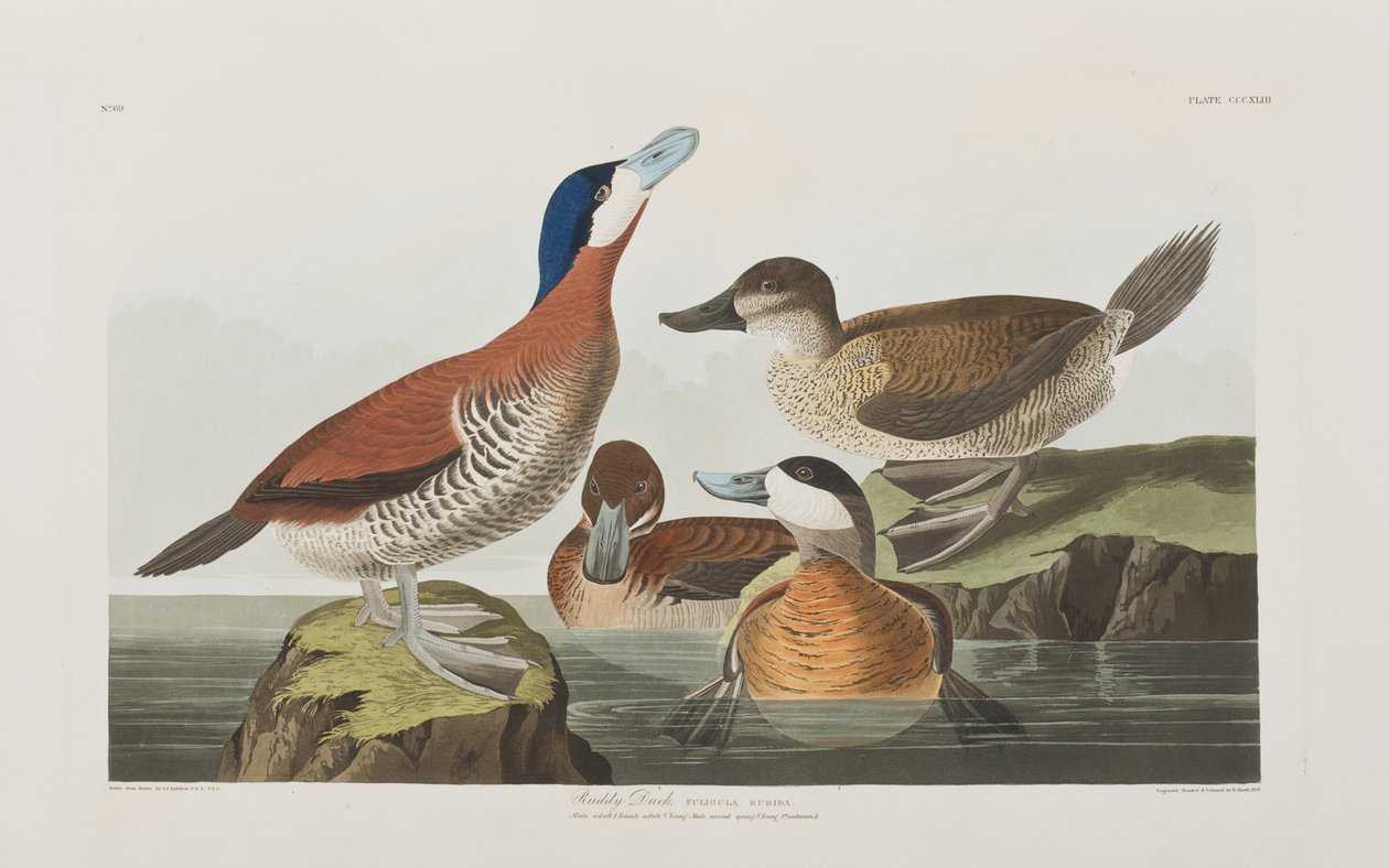 Birds of America」のイラスト 作： ジョン・ジェームス・オーデュボン