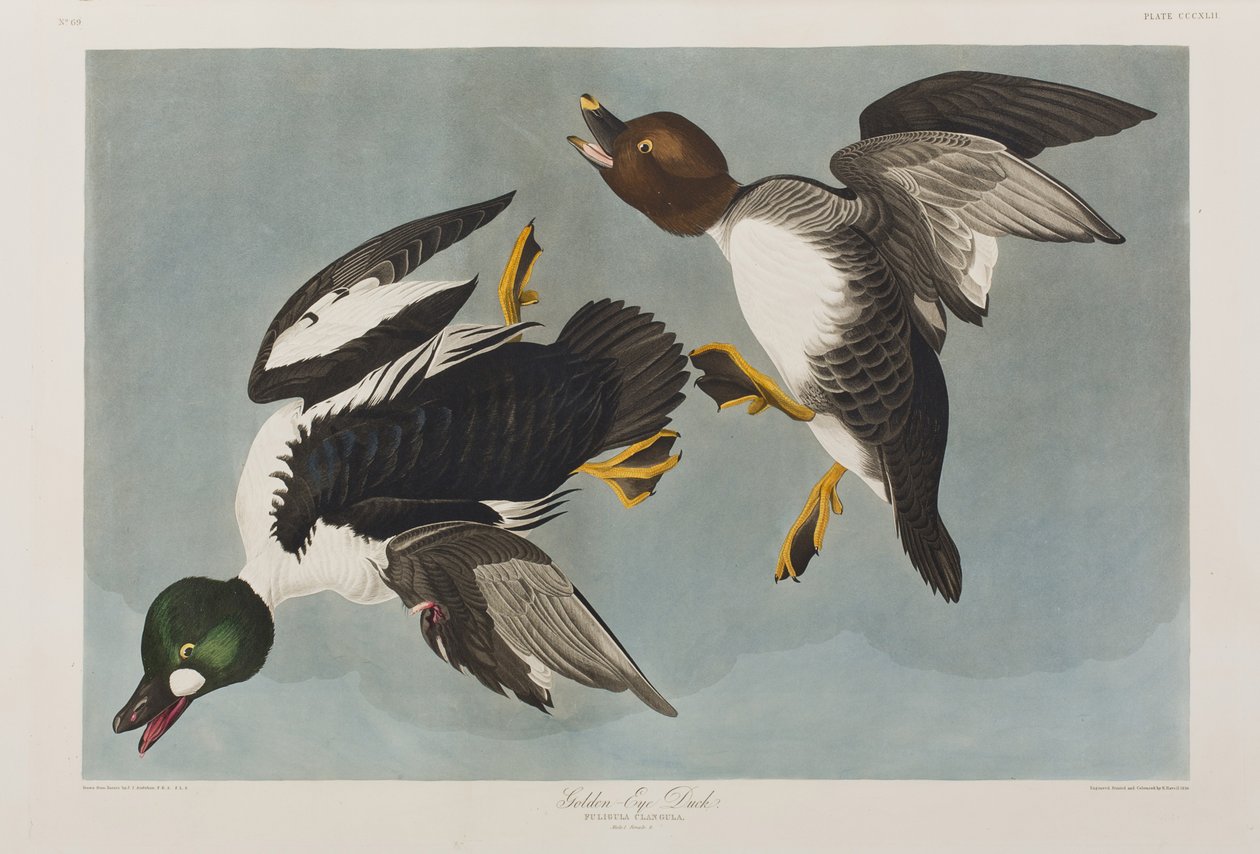 Birds of America」のイラスト 作： ジョン・ジェームス・オーデュボン