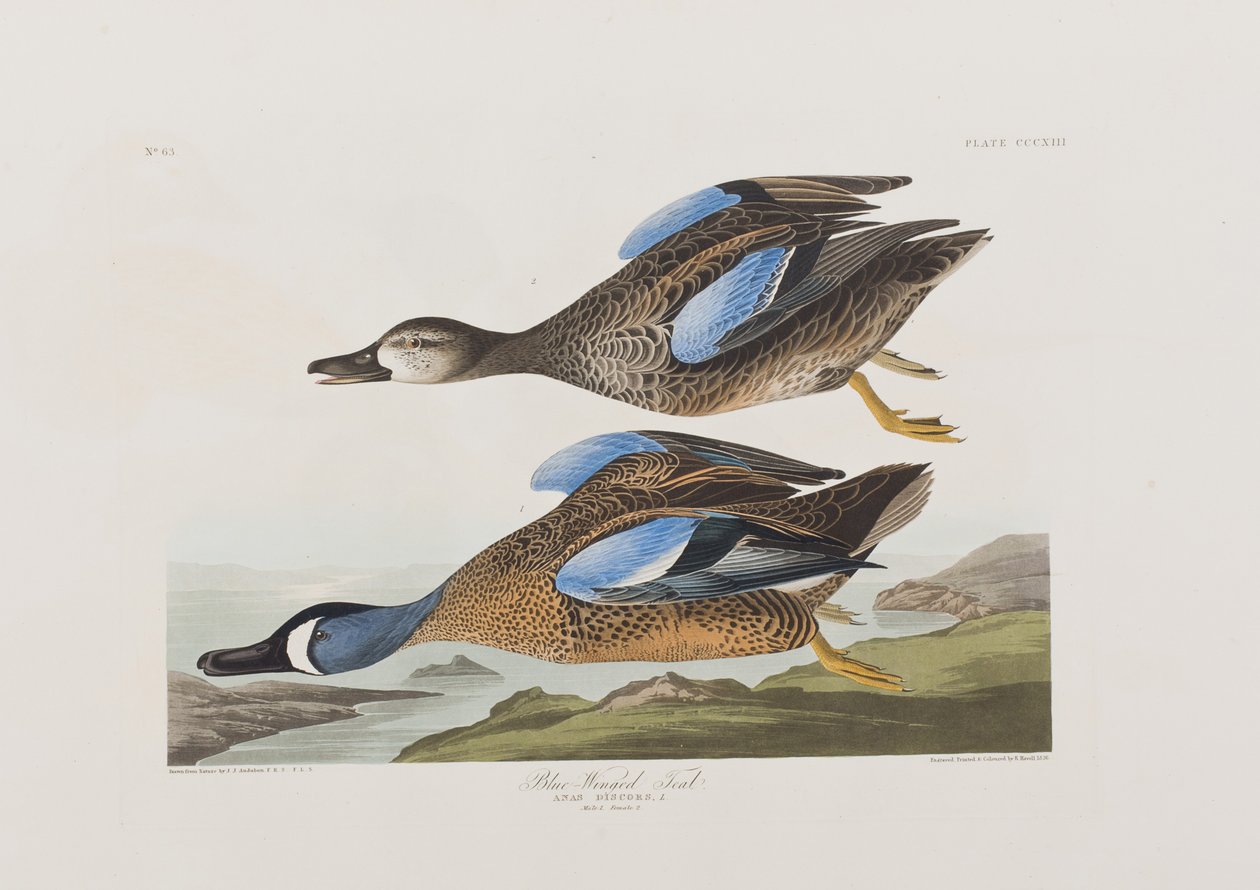 Birds of America」のイラスト 作： ジョン・ジェームス・オーデュボン