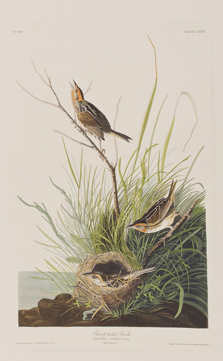 Birds of America」のイラスト 作： ジョン・ジェームス・オーデュボン