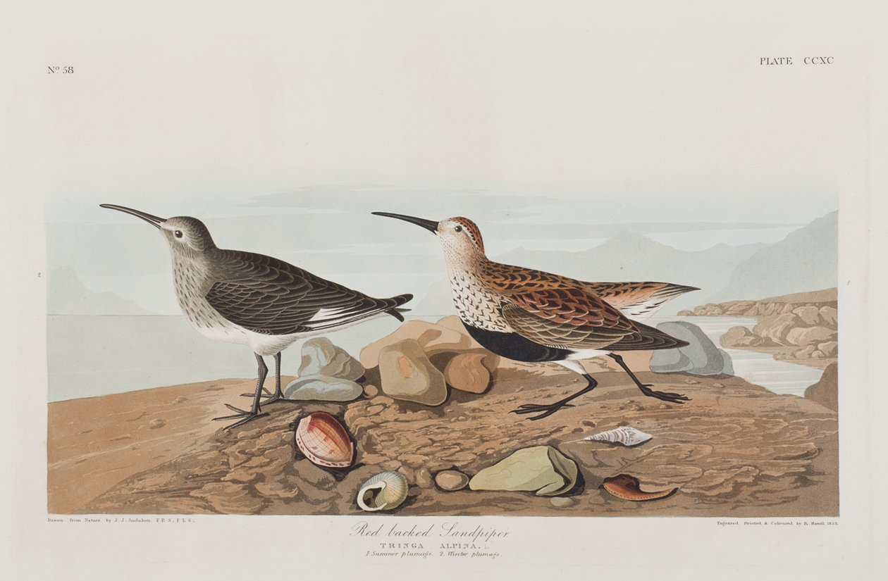 Birds of America」のイラスト 作： ジョン・ジェームス・オーデュボン
