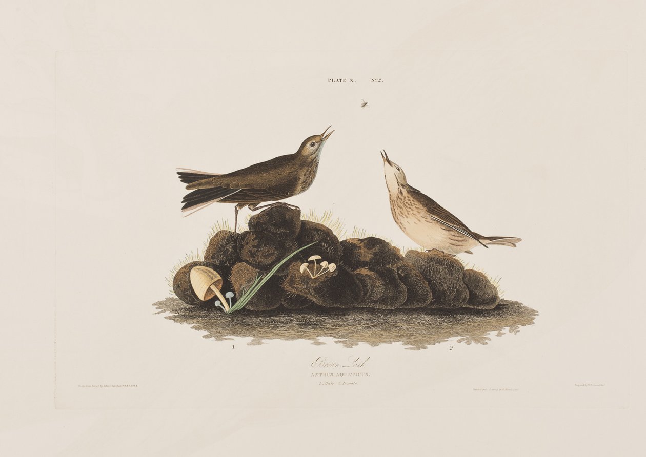 Birds of America」のイラスト 作： ジョン・ジェームス・オーデュボン