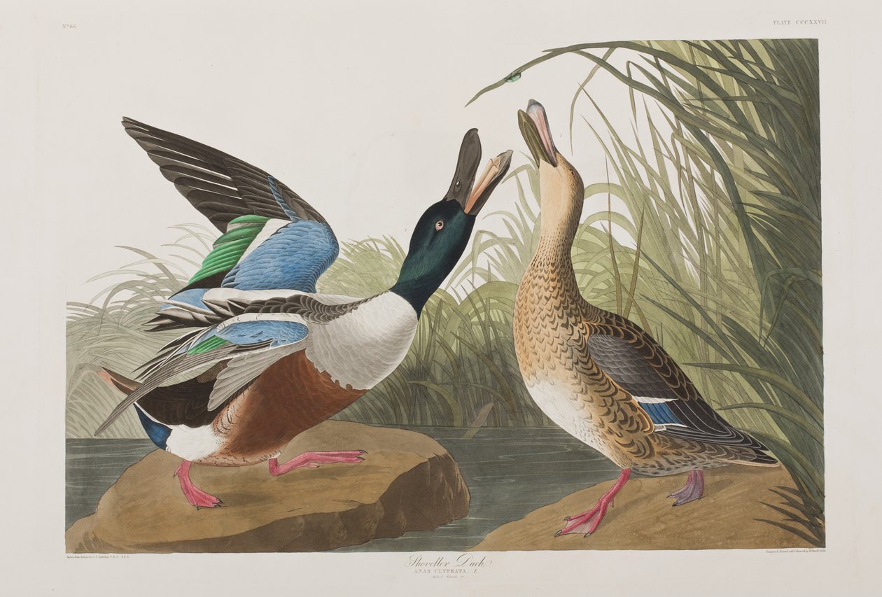 Birds of America」のイラスト 作： ジョン・ジェームス・オーデュボン