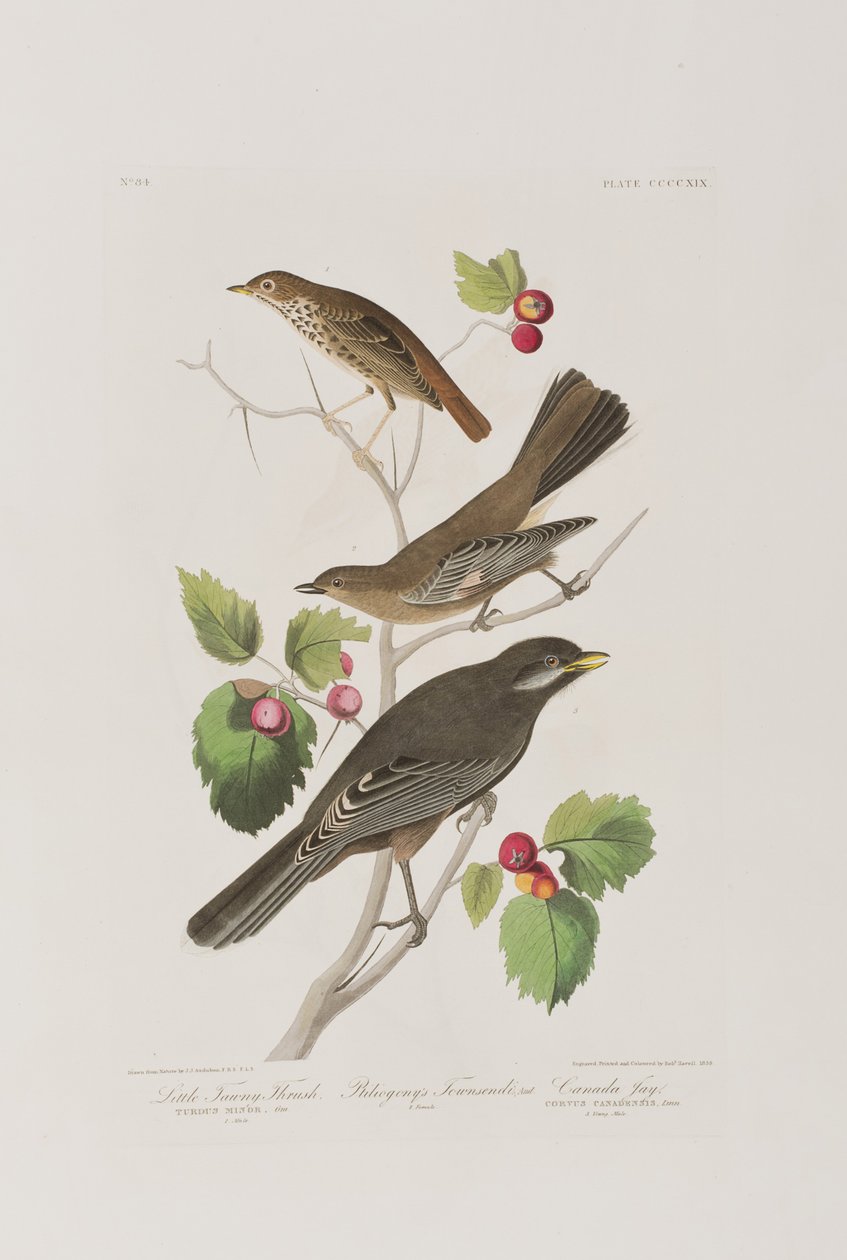 Birds of America」のイラスト 作： ジョン・ジェームス・オーデュボン