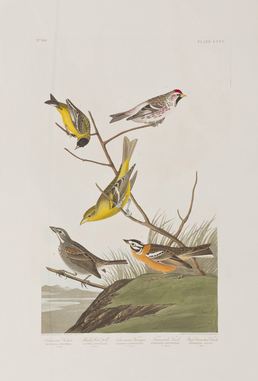 Birds of America」のイラスト 作： ジョン・ジェームス・オーデュボン