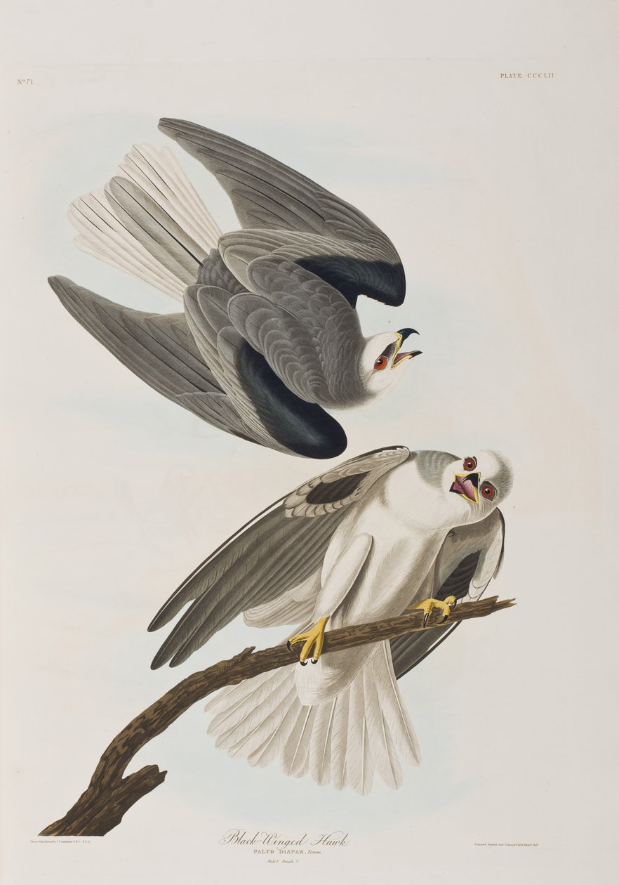 Birds of America」のイラスト 作： ジョン・ジェームス・オーデュボン