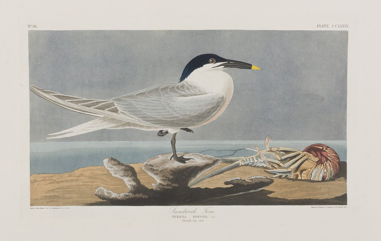 Birds of America」のイラスト 作： ジョン・ジェームス・オーデュボン