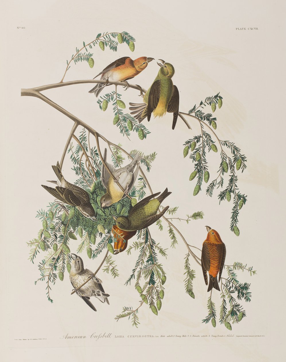 Birds of America」のイラスト 作： ジョン・ジェームス・オーデュボン
